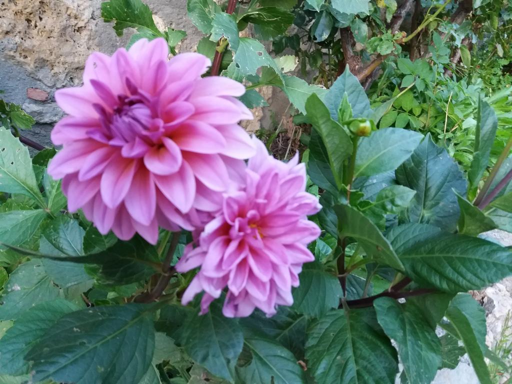 Casa Rural Moli De Fornols Εξωτερικό φωτογραφία